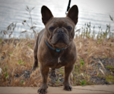 French Bulldog Puppies For Sale Seaside Pups